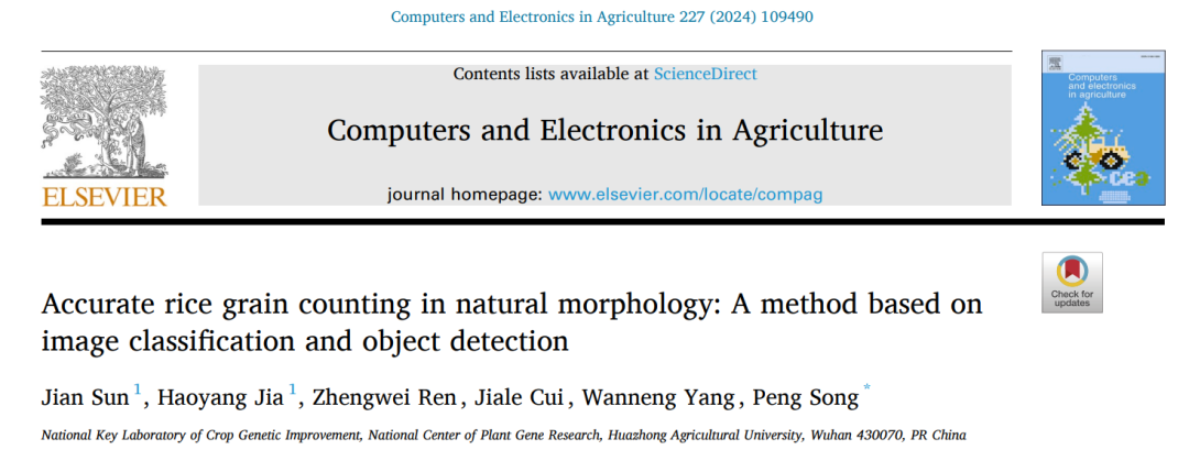 華中農(nóng)業(yè)大學宋鵬副教授團隊：自然形態(tài)稻粒精確計數(shù)：一種基于圖像分類和物體檢測的方法