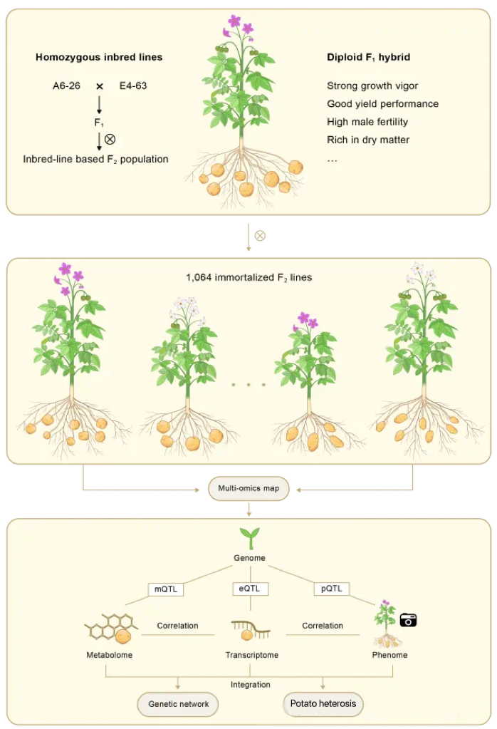 高通量表型組技術(shù)助力馬鈴薯育種突破：揭示雄性育性與產(chǎn)量遺傳機(jī)制